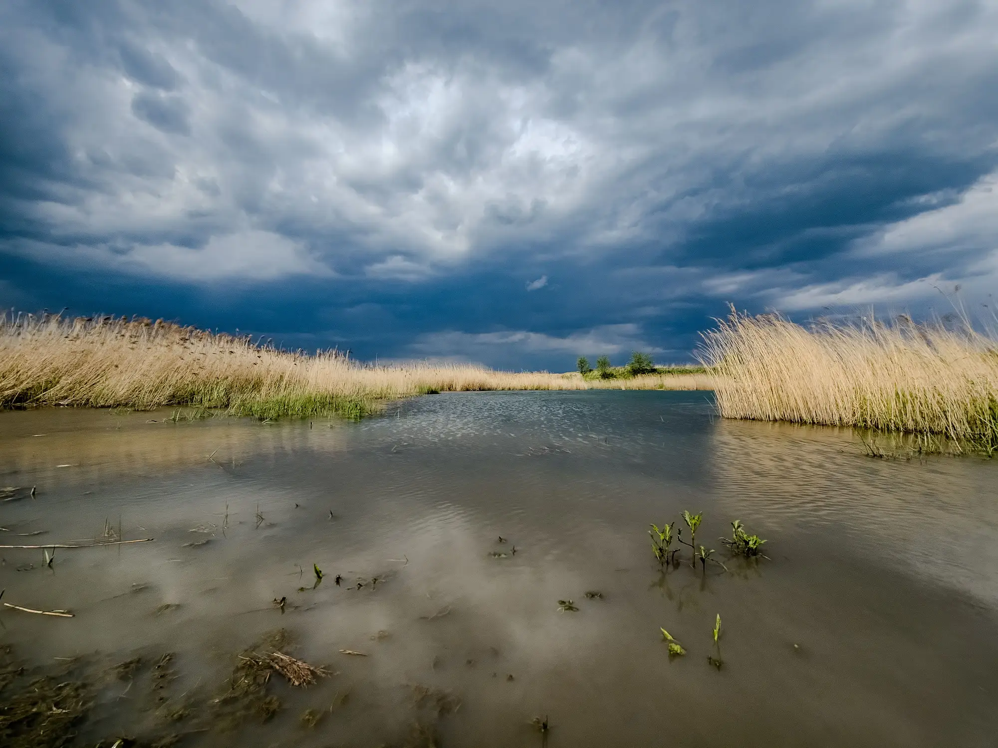 Reeds and shallow water at a lake edge under a heavy sky